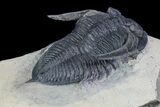 Zlichovaspis Trilobite - Atchana, Morocco #93862-5